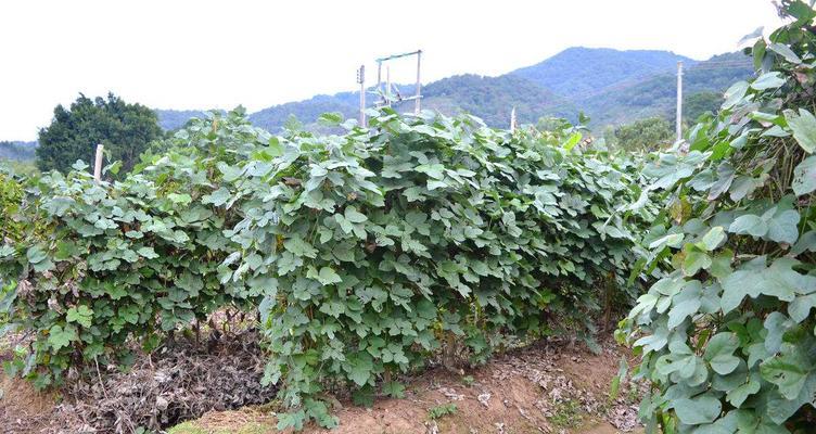 葛根的种植技巧（如何在适宜的季节种植葛根）