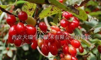 迷失在茱萸花海中的相似者（探寻与茱萸长得惊人相似的植物）