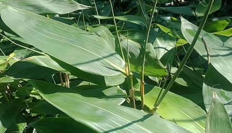 寻找植物世界的“粽叶兄弟”（探寻与粽叶相似的植物品种及特征）