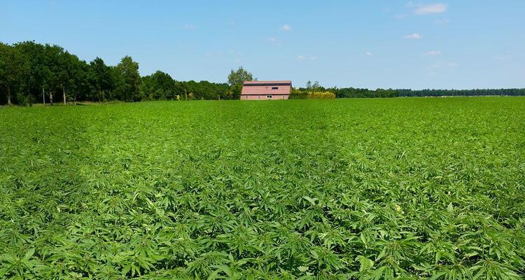 工业大麻种植条件与气候的关系（探讨大麻栽培环境对气候的要求）