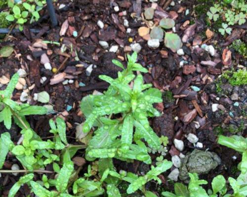 共生植物（探索植物之间的互惠共生关系）