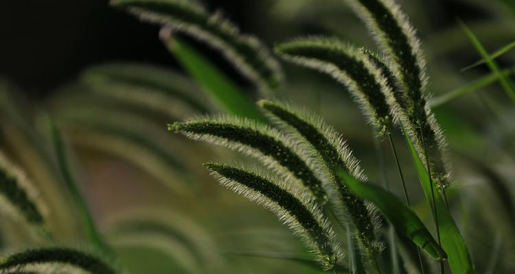 狗尾巴草的象征意义与寓意（揭秘狗尾巴草神秘的文化背景）