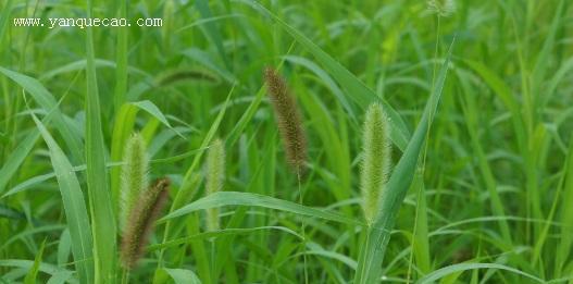 狗尾巴草——一种多功能的草本植物（探究狗尾巴草的外貌）