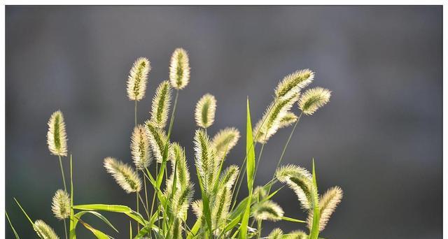 狗尾巴草——一种常见的木本植物（探寻狗尾巴草的生长环境与特点）