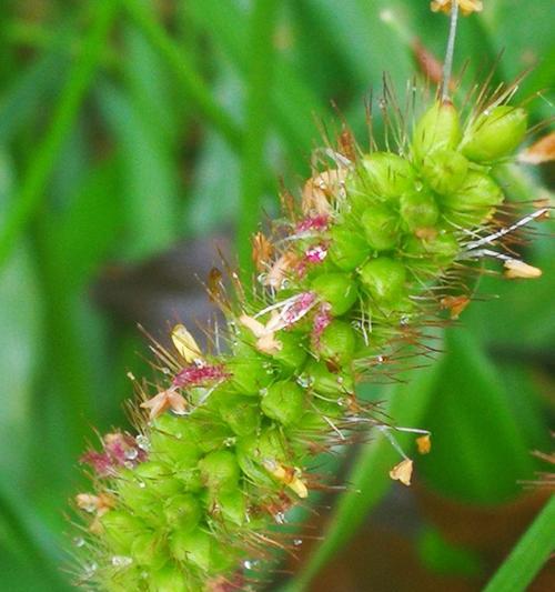 狗尾巴花，草还是花（解密狗尾巴花的生命之谜）