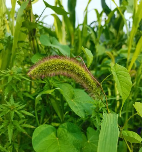 狗尾草的花语（探究狗尾草的花语及象征意义）