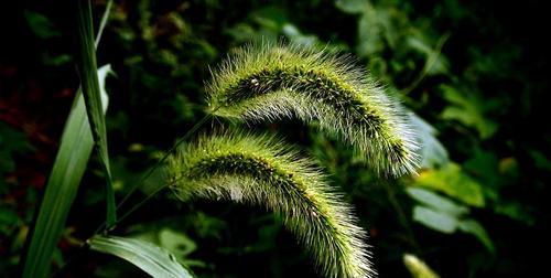 狗尾草的生长环境与生长地方条件（探究狗尾草成长的秘密）