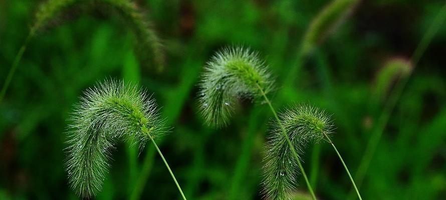 狗尾草（了解狗尾草的生长环境和特征）