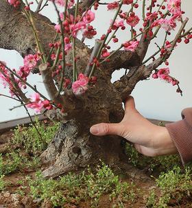 骨里红梅花盆景修剪方法（以修剪为艺）