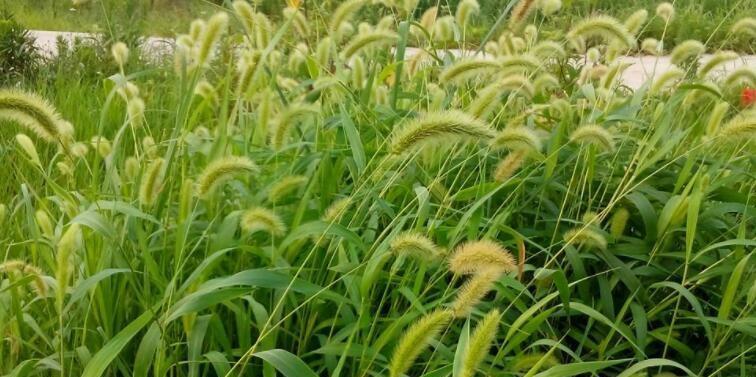 狗尾巴草的花语（传递和平与安宁的花朵——狗尾巴草的神奇之处）