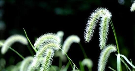 狗尾草的花语——忠诚与友谊的象征（探寻狗尾草所代表的深刻含义）