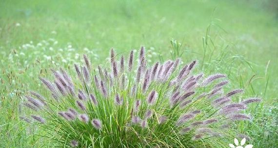 狗尾草的花语——忠诚与友谊的象征（探寻狗尾草所代表的深刻含义）