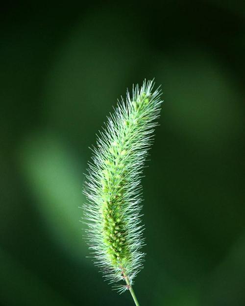 狗尾草的花语——忠诚与友谊的象征（探寻狗尾草所代表的深刻含义）