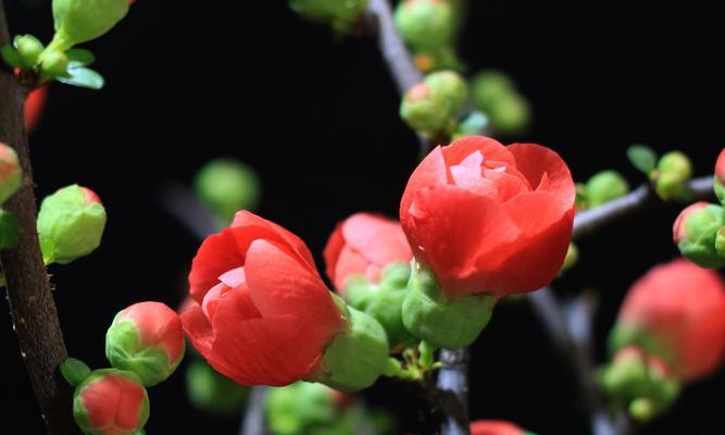 海棠花的花语与寓意（海棠花的美丽与象征）