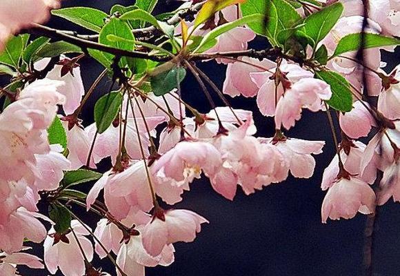 海棠花的花语与寓意（海棠花的美丽与象征）