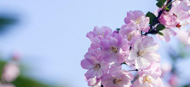 海棠花的花语和寓意（传承千年的美丽之花）