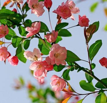 海棠花的花语和寓意（传承千年的美丽之花）