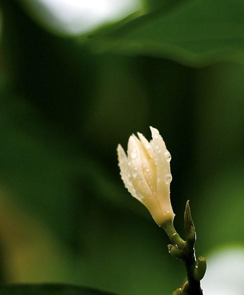 含笑花的花语与意义（浅谈含笑花花语的深刻含义）