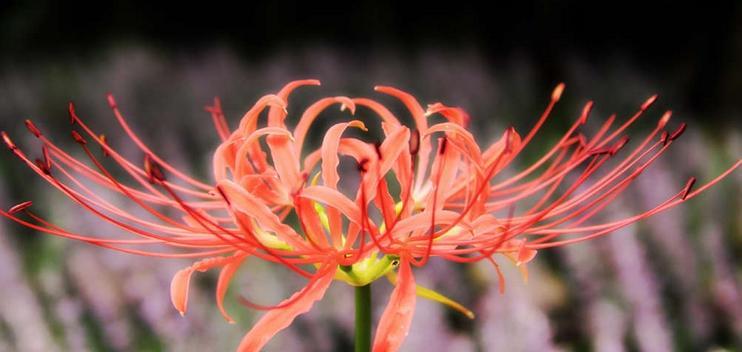 以合果芋的花语（探寻以合果芋的寓意与象征）