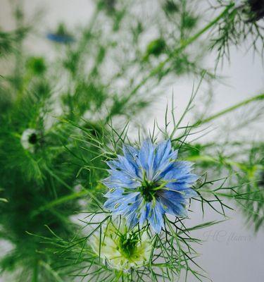 以黑种草的花语及意义（黑种草的美丽神秘）