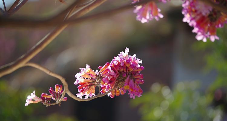 红花风铃木的花语之美（用花语解读红花风铃木的神秘力量）