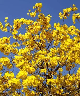 红花风铃木的花语之美（用花语解读红花风铃木的神秘力量）