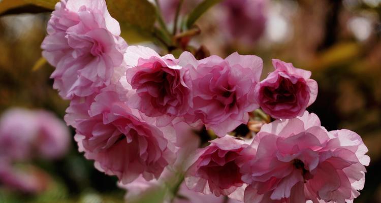 红叶樱花的花语之美（探寻红叶樱花的深层寓意与魅力）