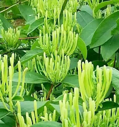 金银花花语解读——芳香之美传递的爱意（金银花的花语是什么）