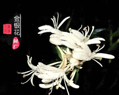 金银花花语解读——芳香之美传递的爱意（金银花的花语是什么）