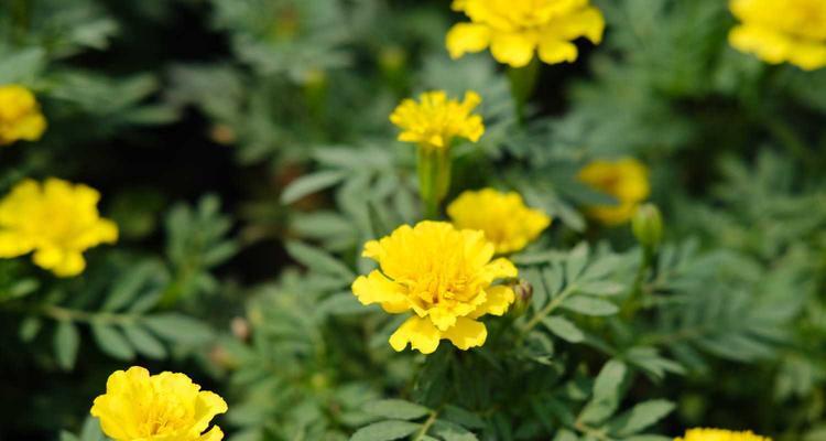 孔雀草花语之美（探寻孔雀草的秘密花语）