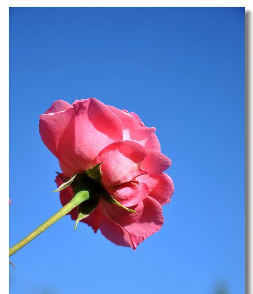 蓝色月季的花语与寓意——神秘、浪漫与宁静（探寻蓝色月季的花语）