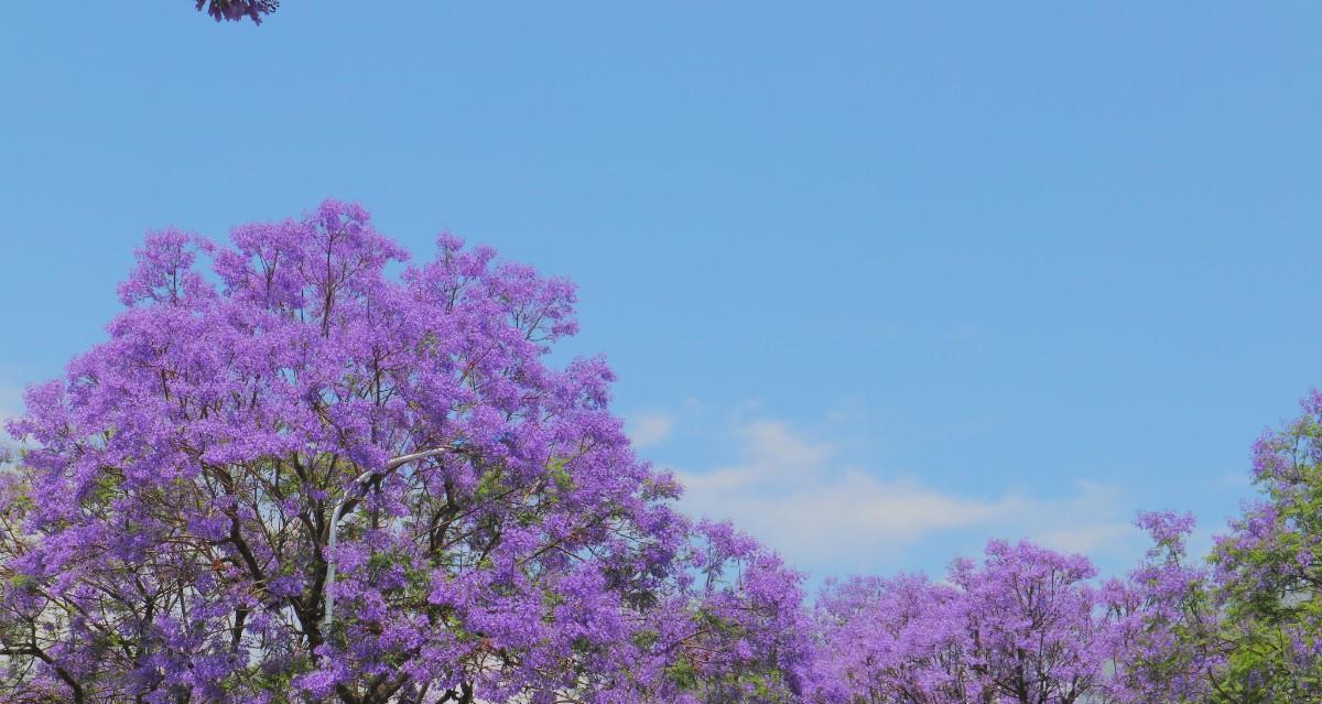 蓝楹花的花语与意义（揭秘蓝楹花的神秘语言）