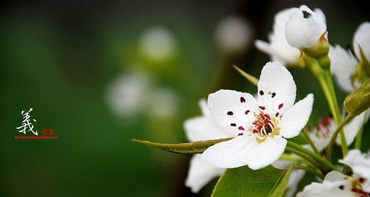 梨花之美（梨花的花语是什么）