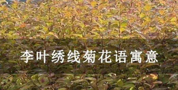 李叶绣线菊花语之传递爱与美的芬芳（绽放在时光中的真挚情感与浪漫祝福）