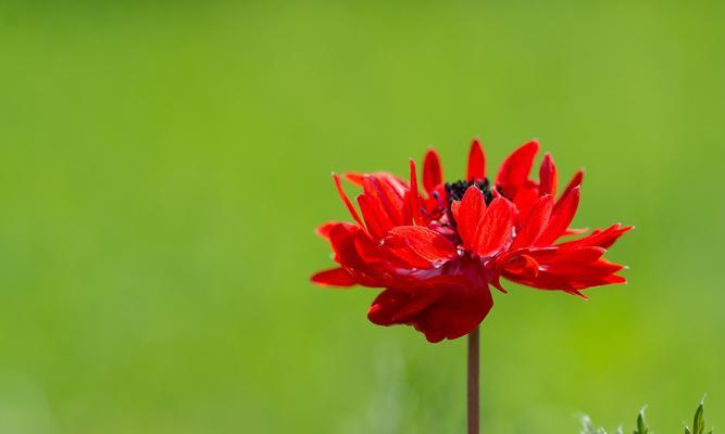 莲花花语的美丽寓意（揭开莲花花语的神秘面纱）