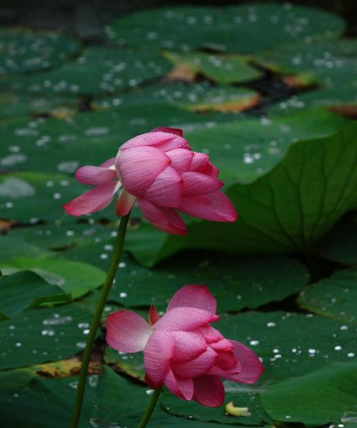 莲花的象征意义——从污泥中绽放的美丽（莲花的美丽与坚韧）