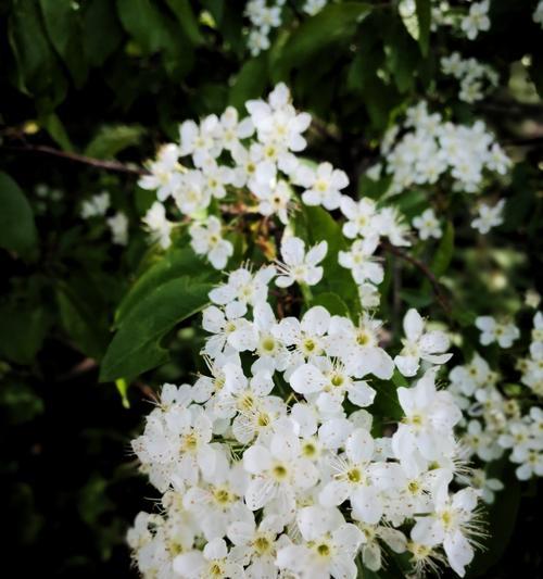 菱叶绣线菊花语的美丽寓意（探索菱叶绣线菊的花语与象征）