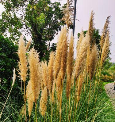 芦苇的花语——坚韧与希望（一束含义丰富的芦苇）