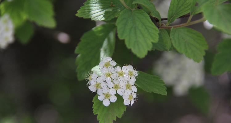 麻叶绣线菊（麻叶绣线菊的花语及其意义）