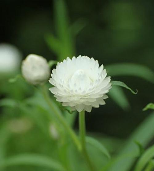 麦秆菊的花语-寓意与象征的传达（探索麦秆菊的美丽与深意）