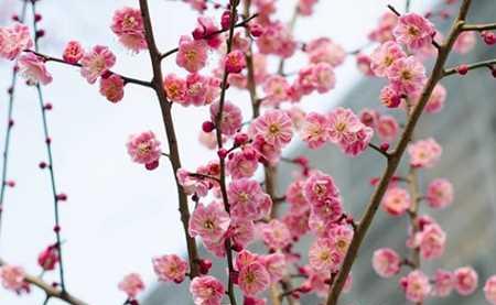 梅花花语与寓意（梅花的美丽与坚韧）