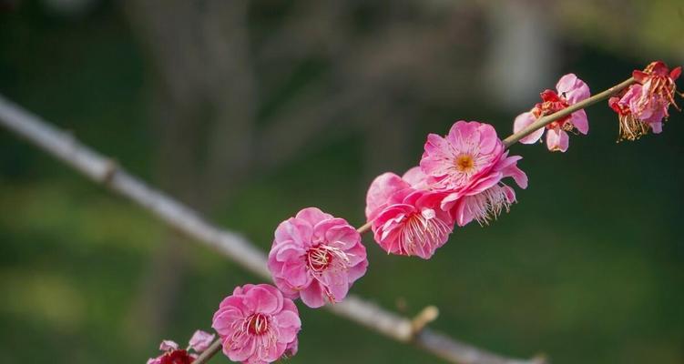 梅花的象征意义及深远影响（梅花的美丽与坚韧）