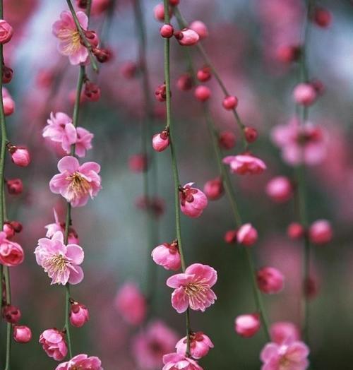 梅花的象征意义及深远影响（梅花的美丽与坚韧）