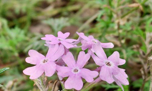 美女樱的花语与寓意（探索美女樱的花语）