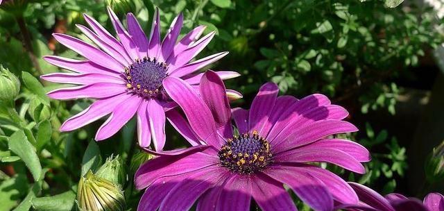 以木春菊的花语和传说——繁荣与祝福（用花朵诠释人生的美好与希望）