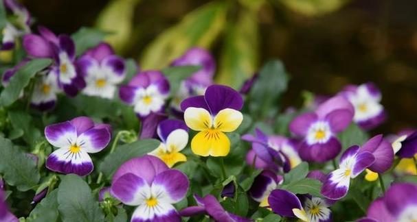 以木春菊的花语和传说——繁荣与祝福（用花朵诠释人生的美好与希望）