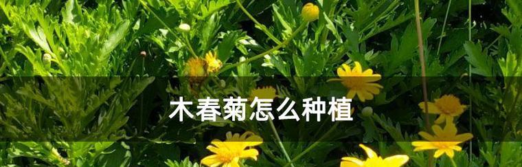 以木春菊的寓意——传递美好和希望（木春菊）