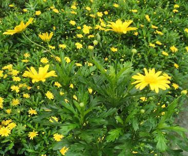 以木春菊的寓意——传递美好和希望（木春菊）