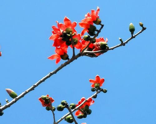 木棉花的寓意与象征（美丽的木棉花和它的深刻寓意）