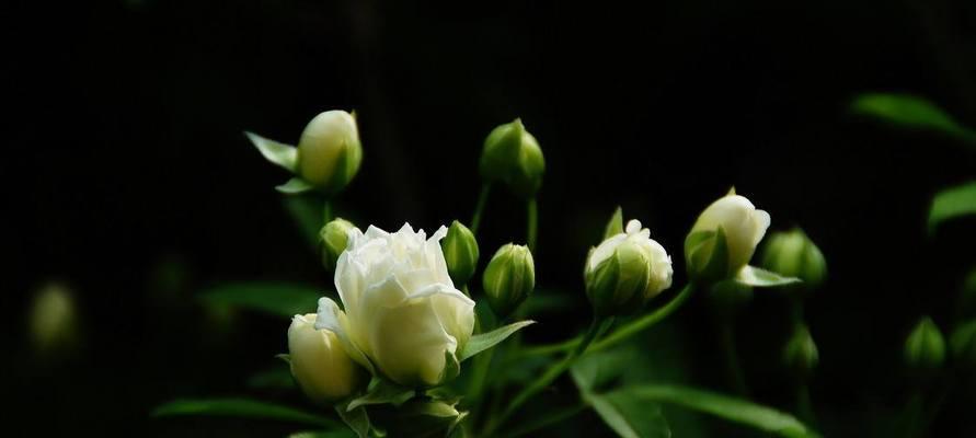 以木香花的花语与其象征意义（探究以木香花的花语及其背后的文化内涵）